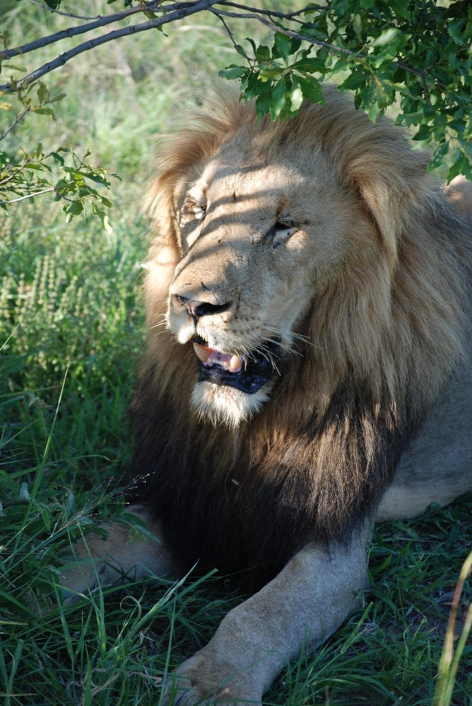 Martina - Safari, BlondeFootSteps.com