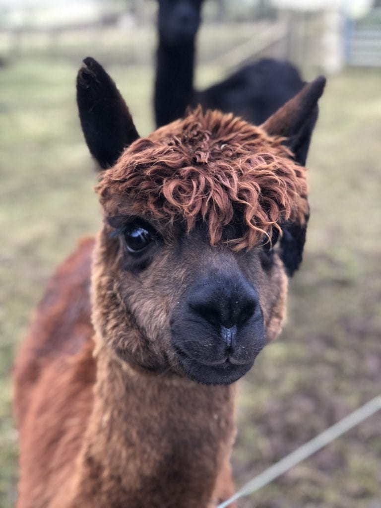 Photogenic Alpaca