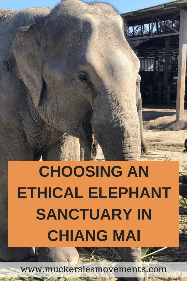 Choosing An Ethical Elephant Sanctuary In Chiang Mai