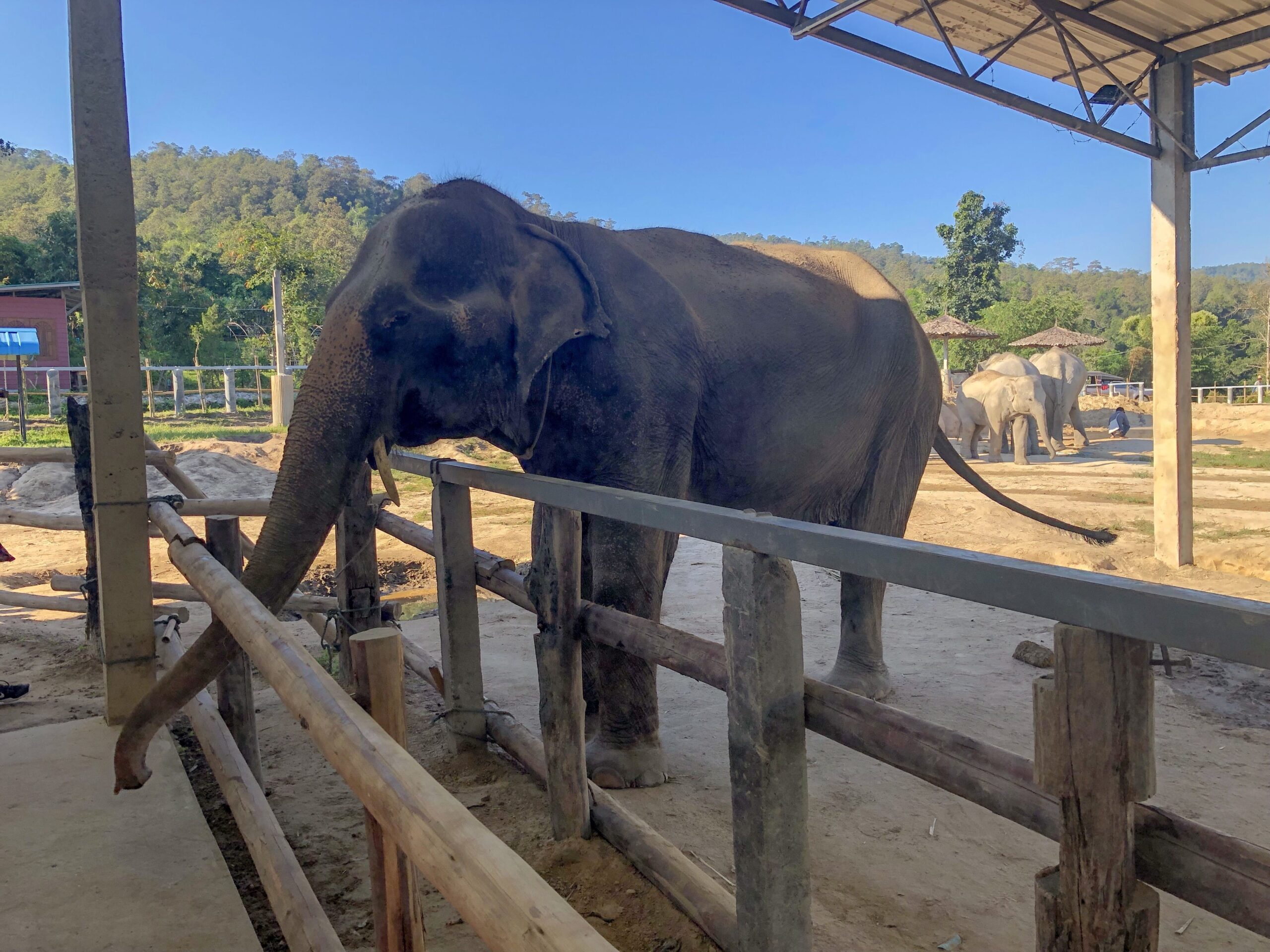 Ethical Elephant Sanctuary