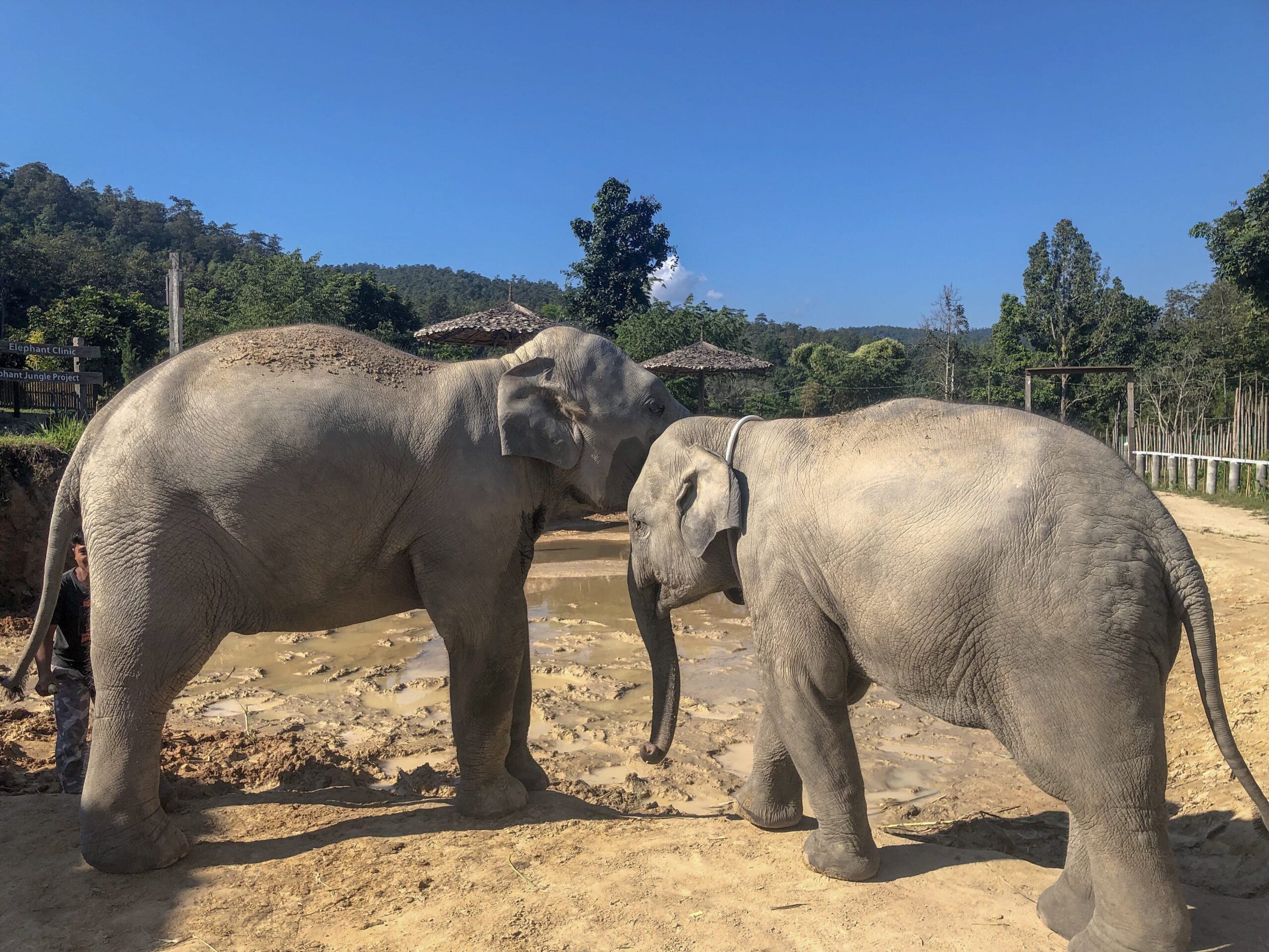 Ethical Elephant Sanctuary