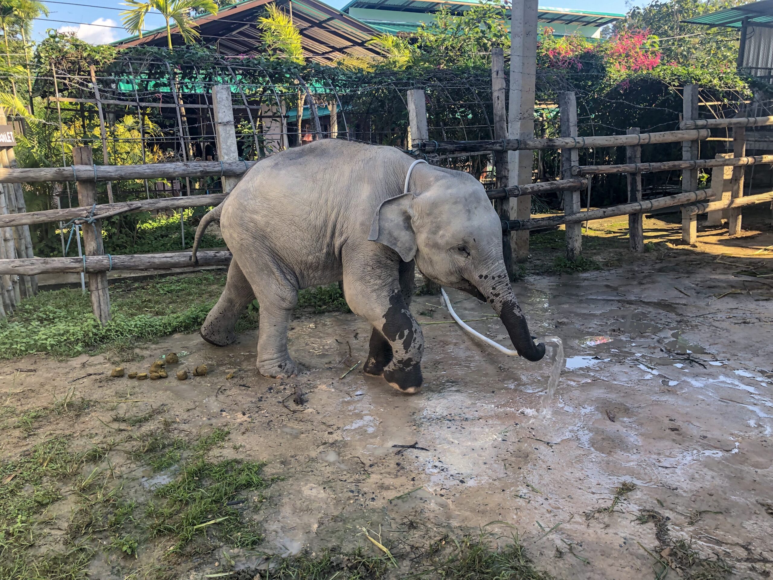 Ethical Elephant Sanctuary