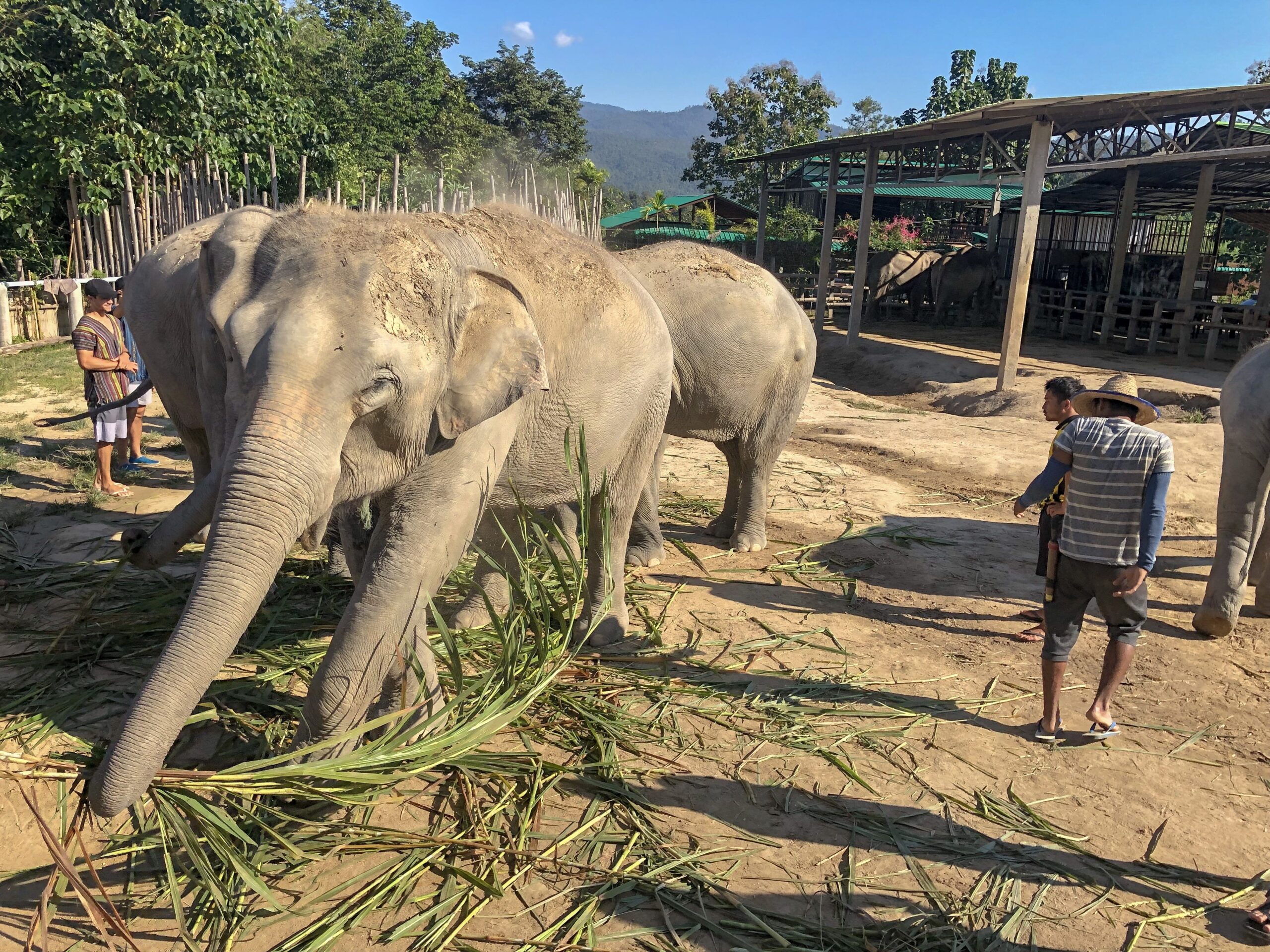 Elephant Jungle Sanctuary