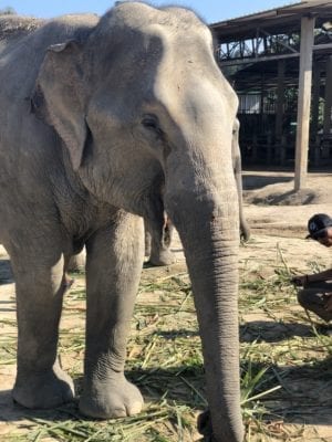 Elephant Jungle Sanctuary