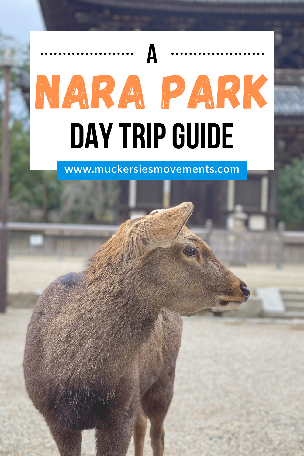 A Day Trip to Nara Park Guide