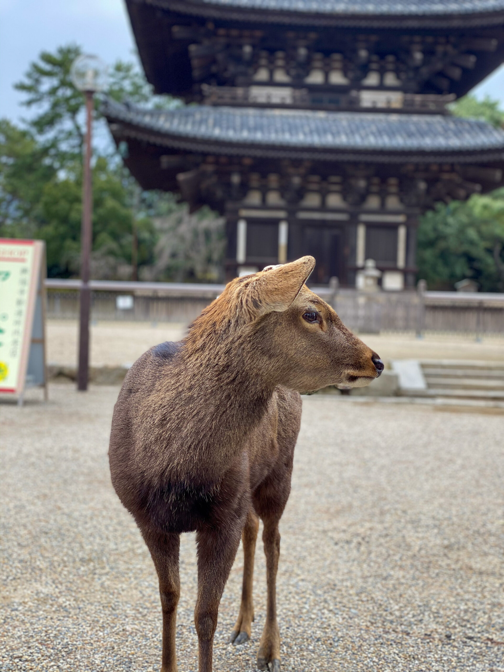 Deer in Nara Park
