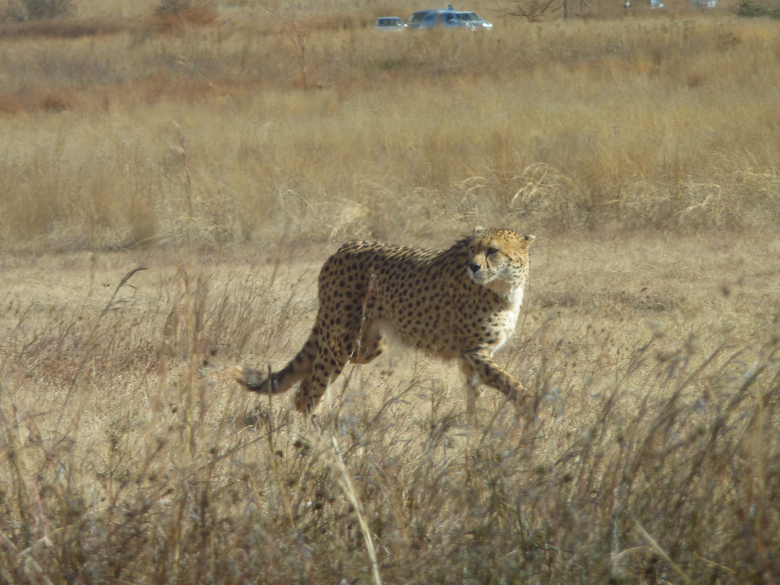 Cheetah South Africa
